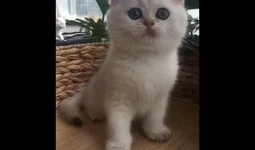 猫的短视频